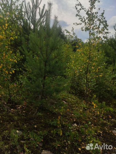 Сосна обыкновенная, береза