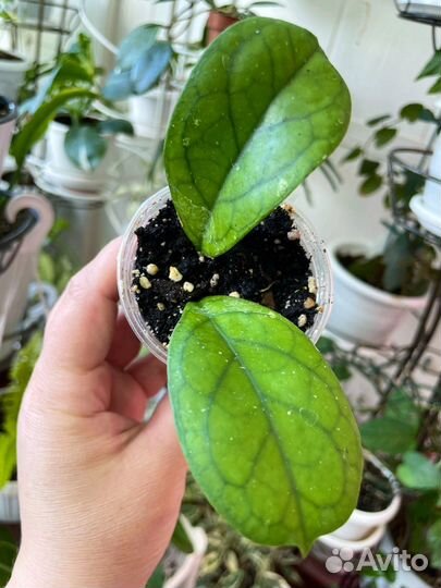 Хойи и сансивьерии