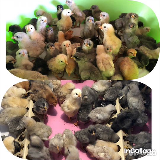 Цыплята доминант