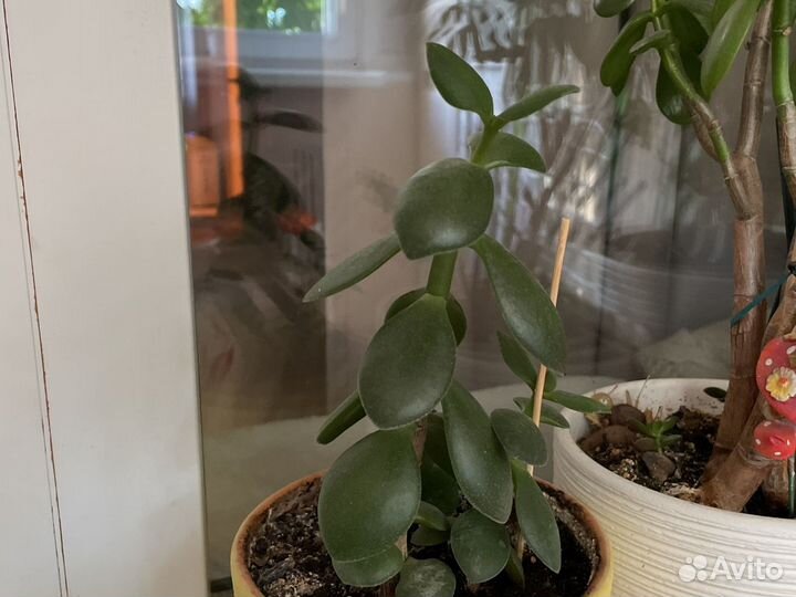 Денежное дерево толстянка