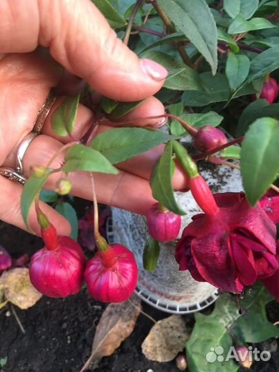 Фуксия сортовая