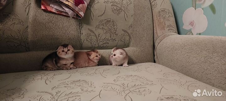 Котята