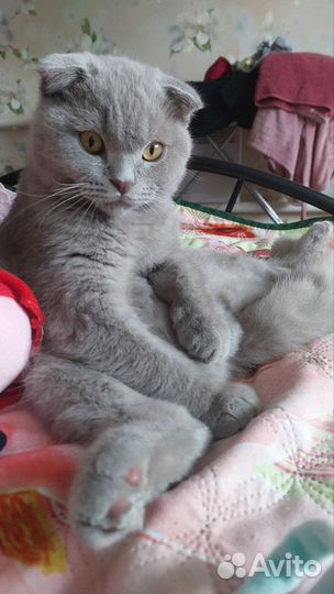 Ищу на вязку,британец вислоухий