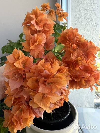 Бугенвиллия