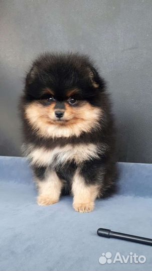 Черно-подпалая девочка