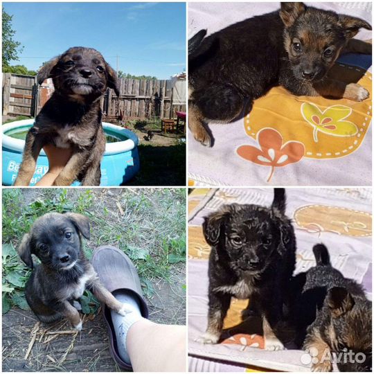 Собака в добрые руки щенок маленькая порода