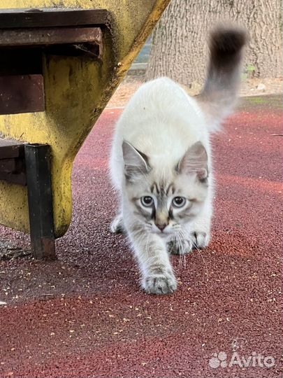 Невская маскарадная