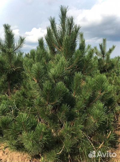 Сосна черная