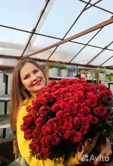 Хризантемы мультифлора