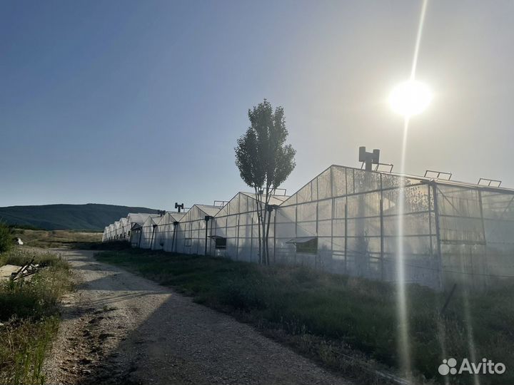 Сдаетсяв аренду теплица