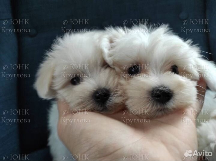 Девочки мальтезе