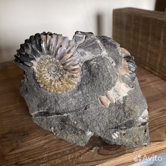 Скопления аммонитов, конкреция