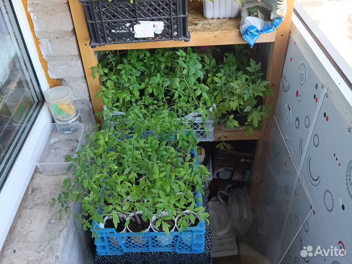 Рассада помидоров томатов