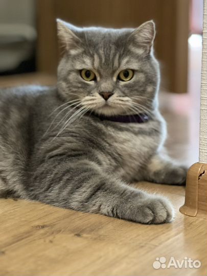 Британский кот вязка