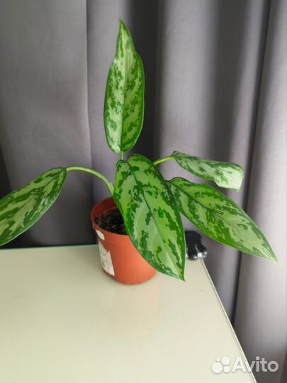 Аглаонема Сильвер квин