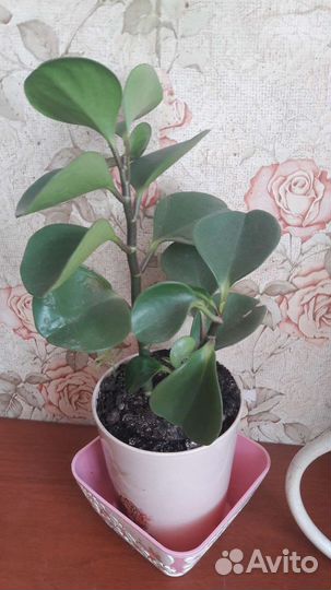 Комнатные цветы