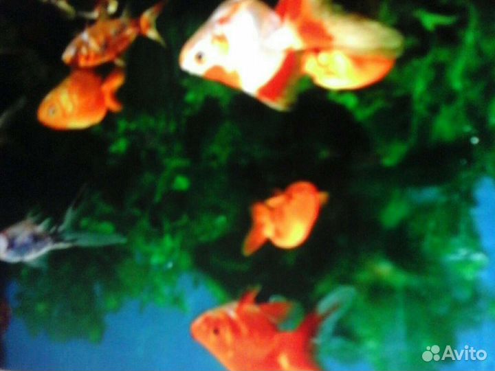 Аквариум 8 л