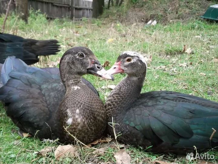 Утята Индоутки 50 штук в наличии, мускусной утки