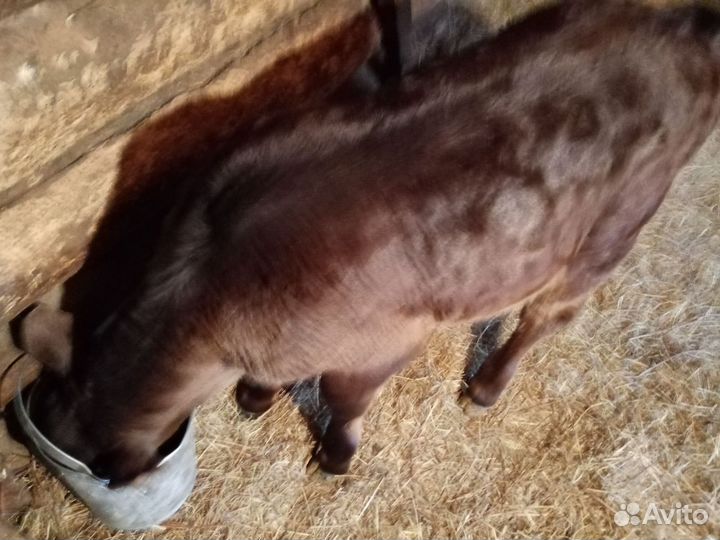 Телка швицкой породы