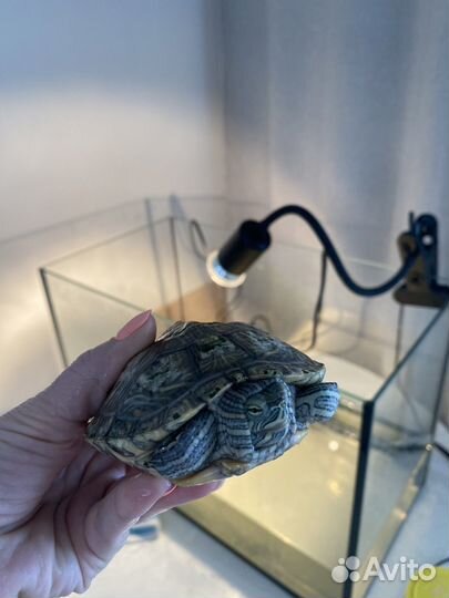 Красноухая черепаха с аквариумом