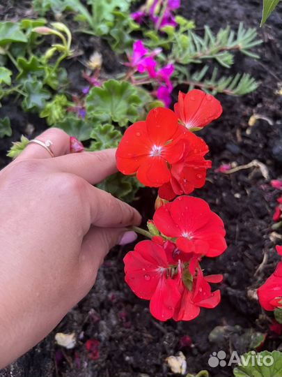 Пелларгония герань