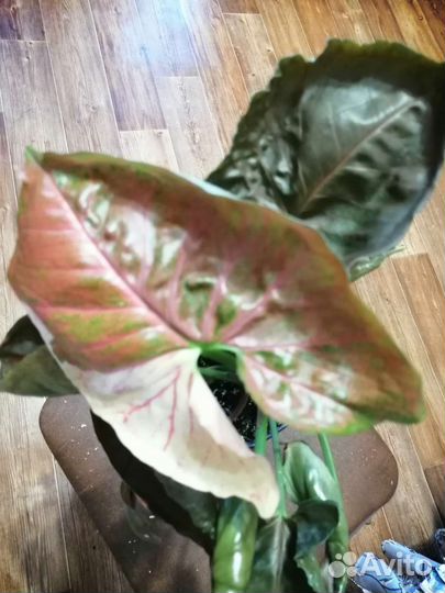 Сингониум клубничный лед