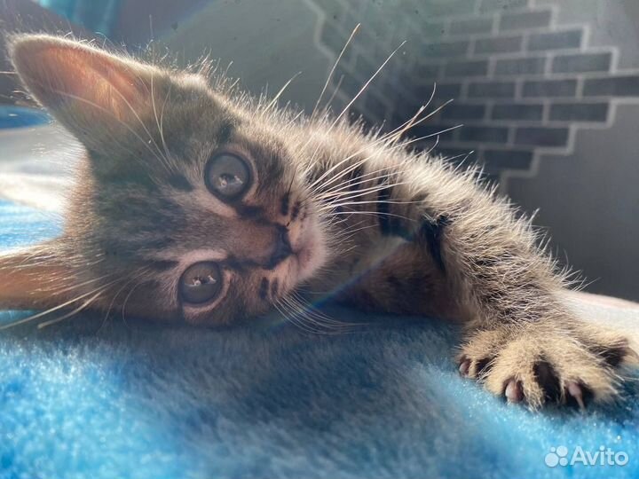 Котята в добрые руки мальчики
