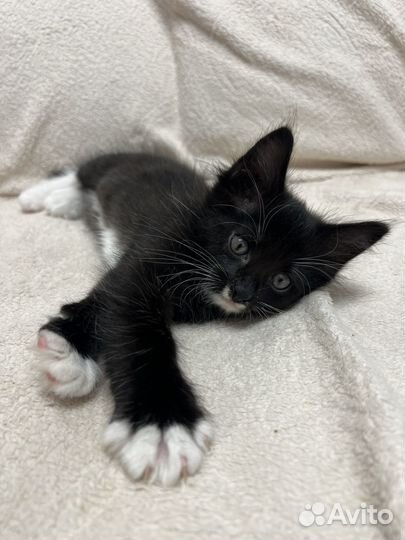 Котенок в добрые руки