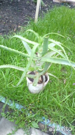 Алое лекарственное, экологически чистое, 3-летнее