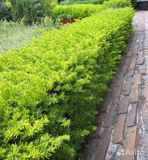 Саженцы Тисса ягодного Элеганиссима