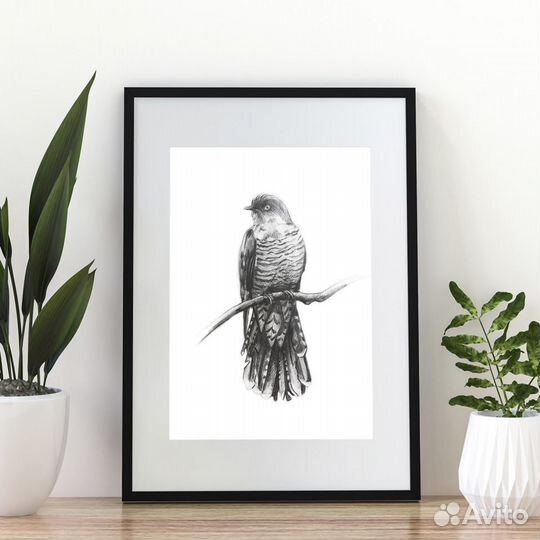 Картина зарисовка карандашом кукушка