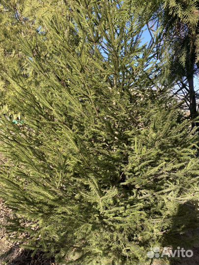 Ель - обыкновенная крупномер