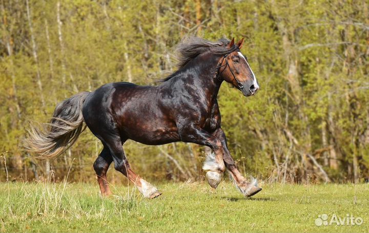 Владимирская кобылка