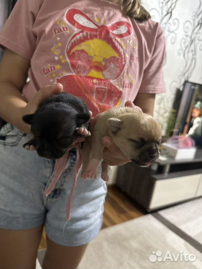 Чихуахуа мини