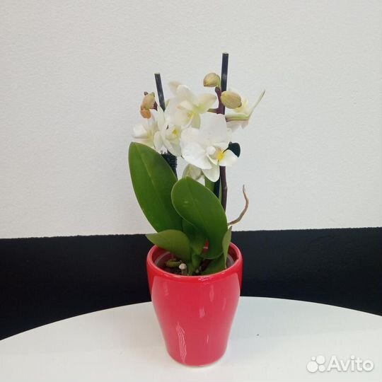 Орхидея мини