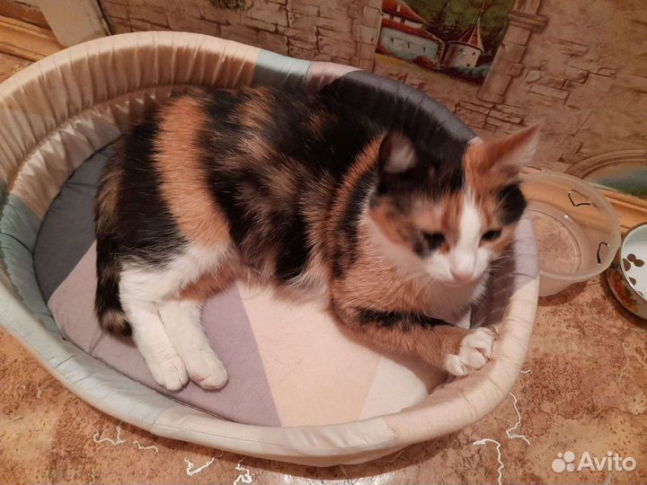 Кошечка очень ласковая