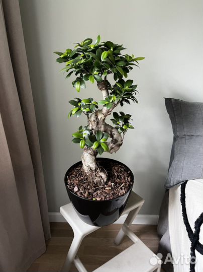 Бонсай подарок для руководителя