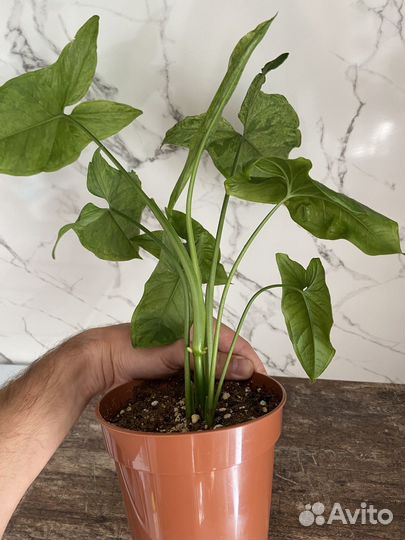 Сингониум Моттлед