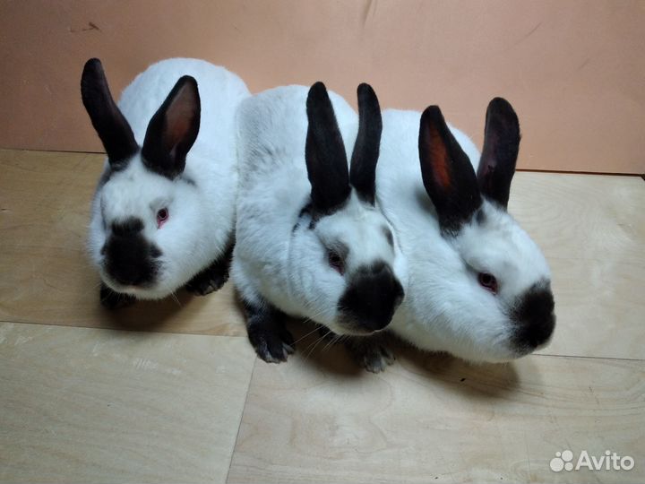 Кролики#Калифорнийская порода#Кролики на мясо#