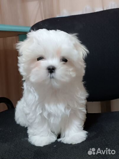 Щенки Мальтезе