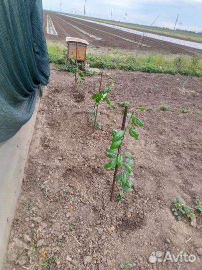 Мандариновое дерево. Саженцы