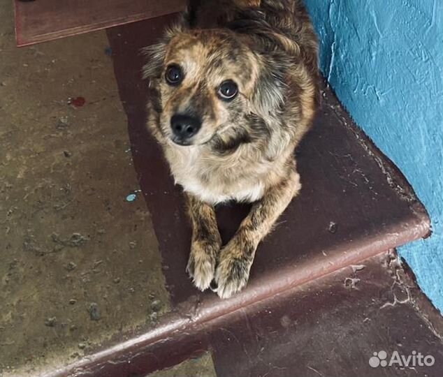 Собаки бесплатно