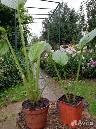 Хоста, поздноцветущая, ароматная