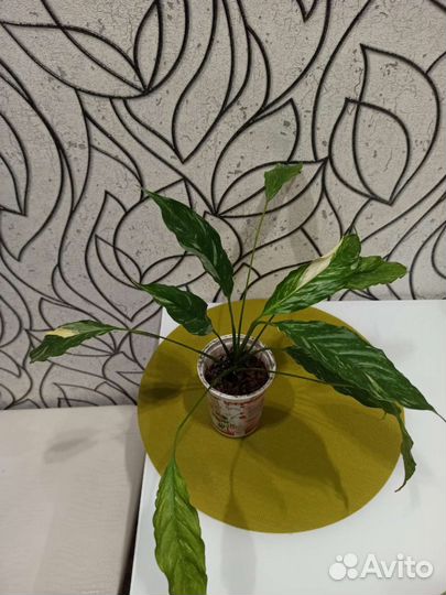 Спатифиллум Домино