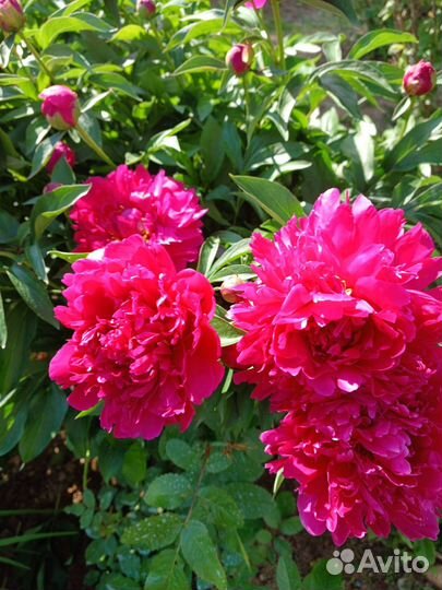 Пионы саженцы