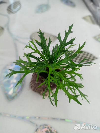 Аргирантенум махровый белый вегетативный черенок