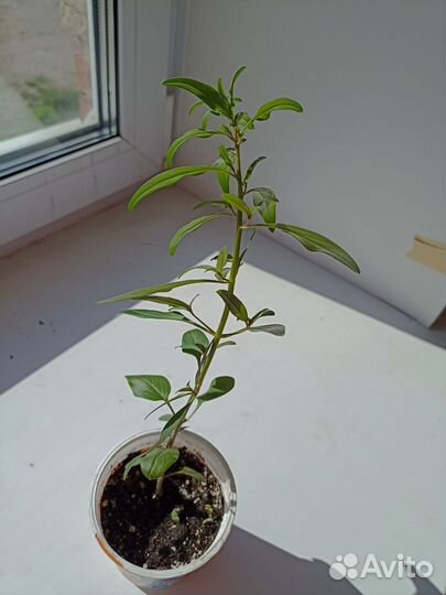 Львиный зев,мята