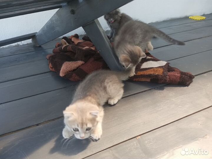 Отдам котят