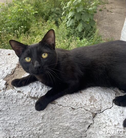 Ищем дом котику