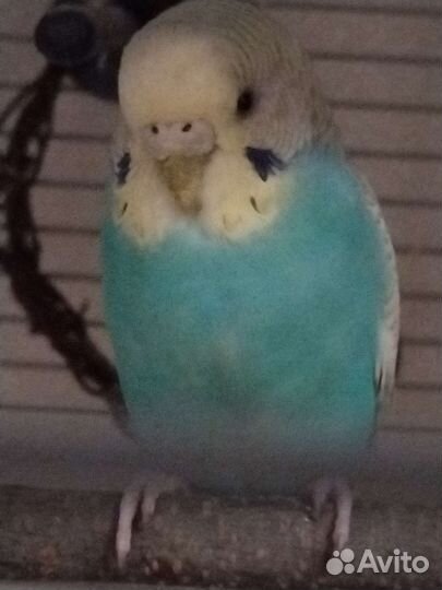 Волнистые попугаи с клеткой